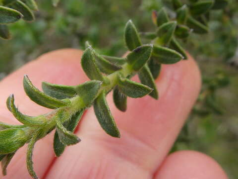 Image of Lobostemon echioides Lehm.