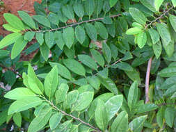 Image of sugar apple