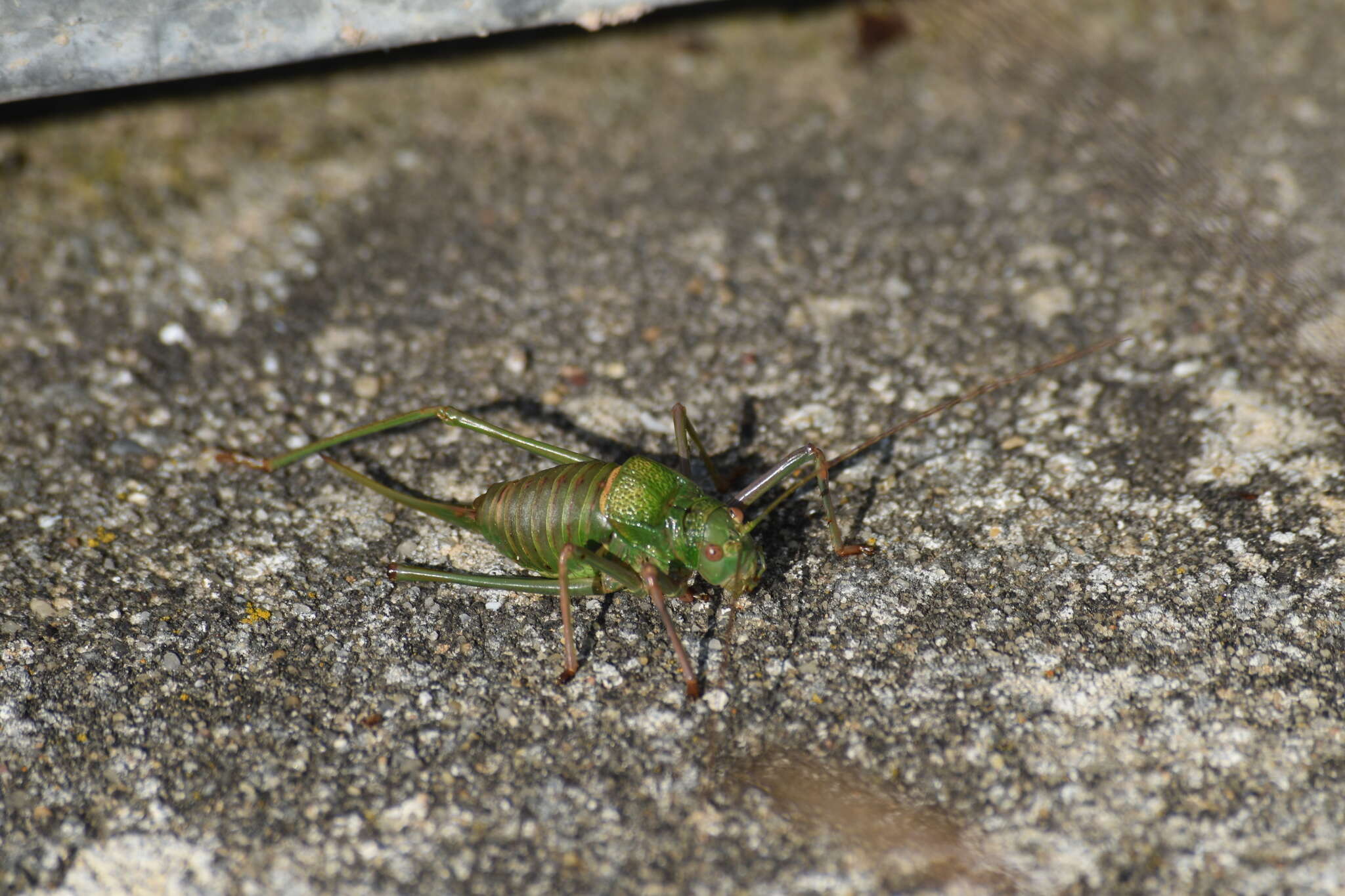 Image of Lluciapomaresius anapaulae (Schmidt & G. H. 2009)