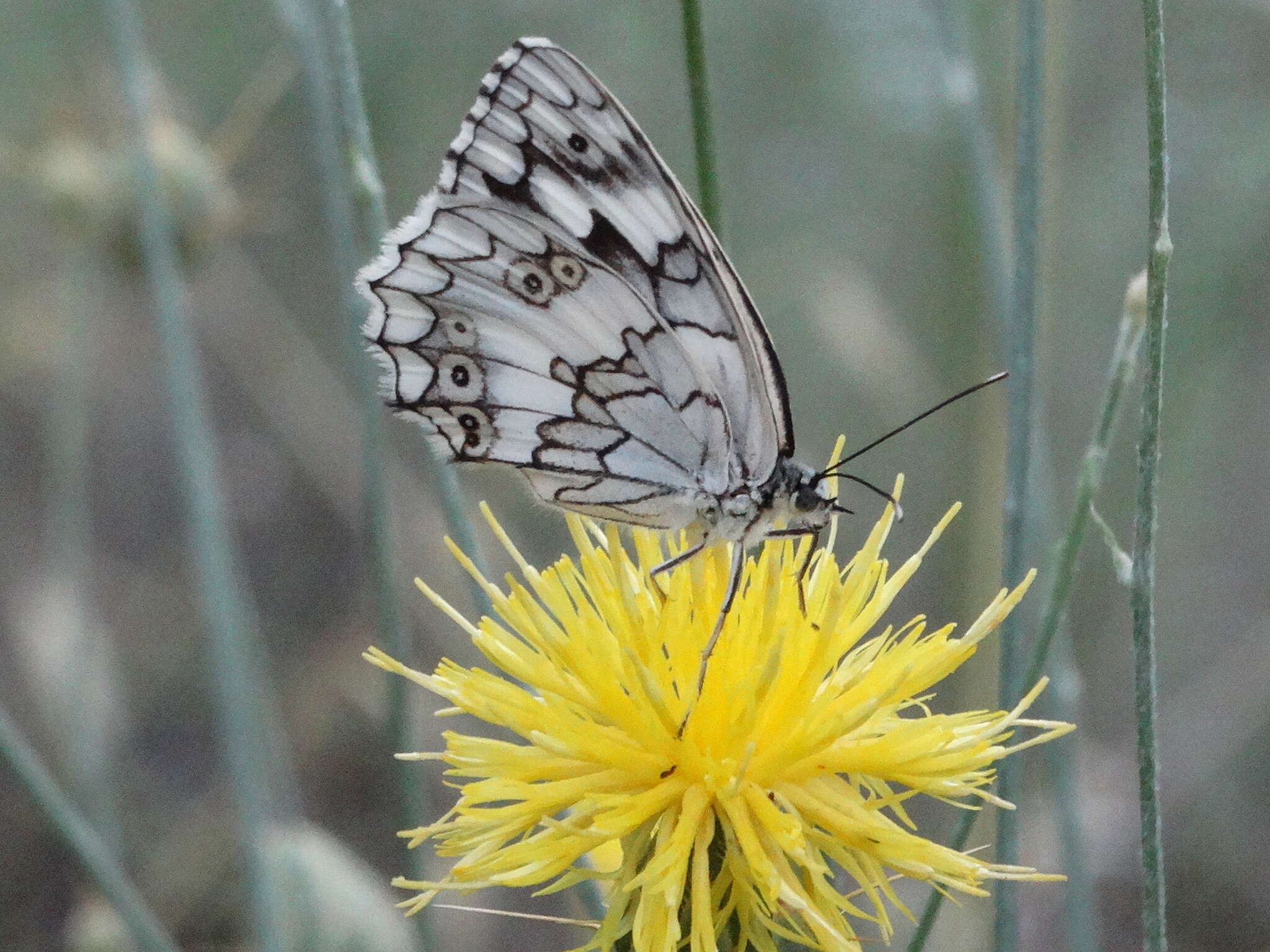 Image of Melanargia larissa Hübner 1827