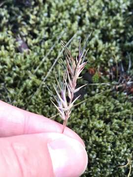 Image de Festuca vivipara (L.) Sm.