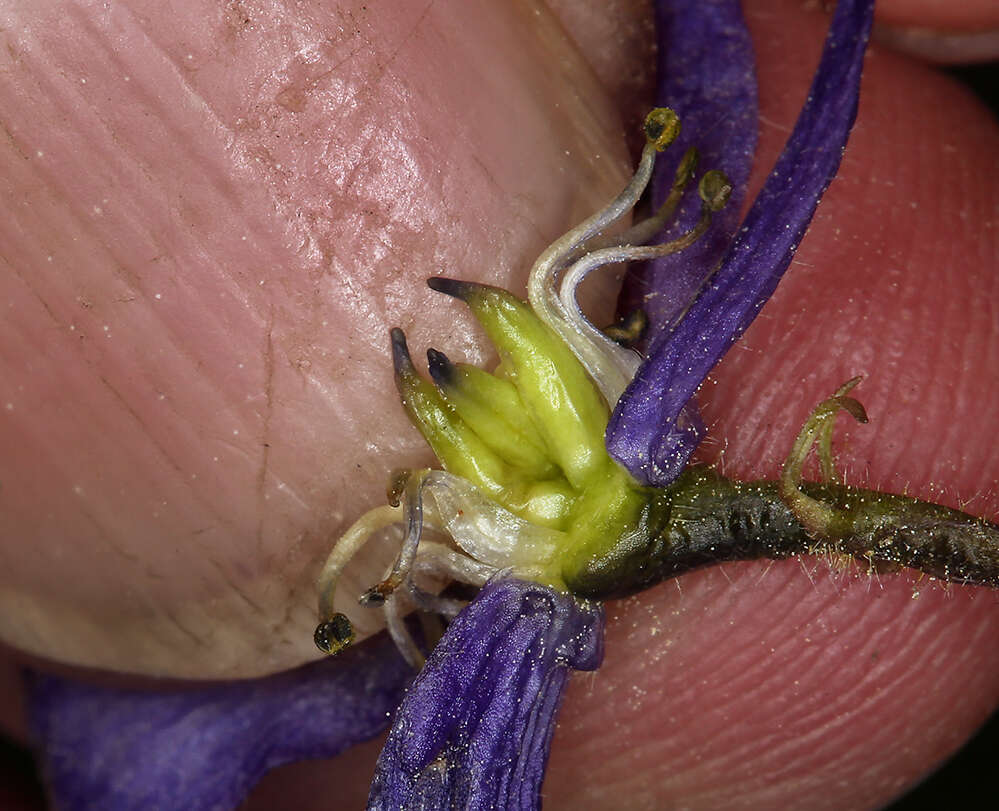 Sivun Aconitum columbianum subsp. columbianum kuva