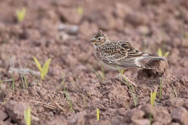 Image of Skylark