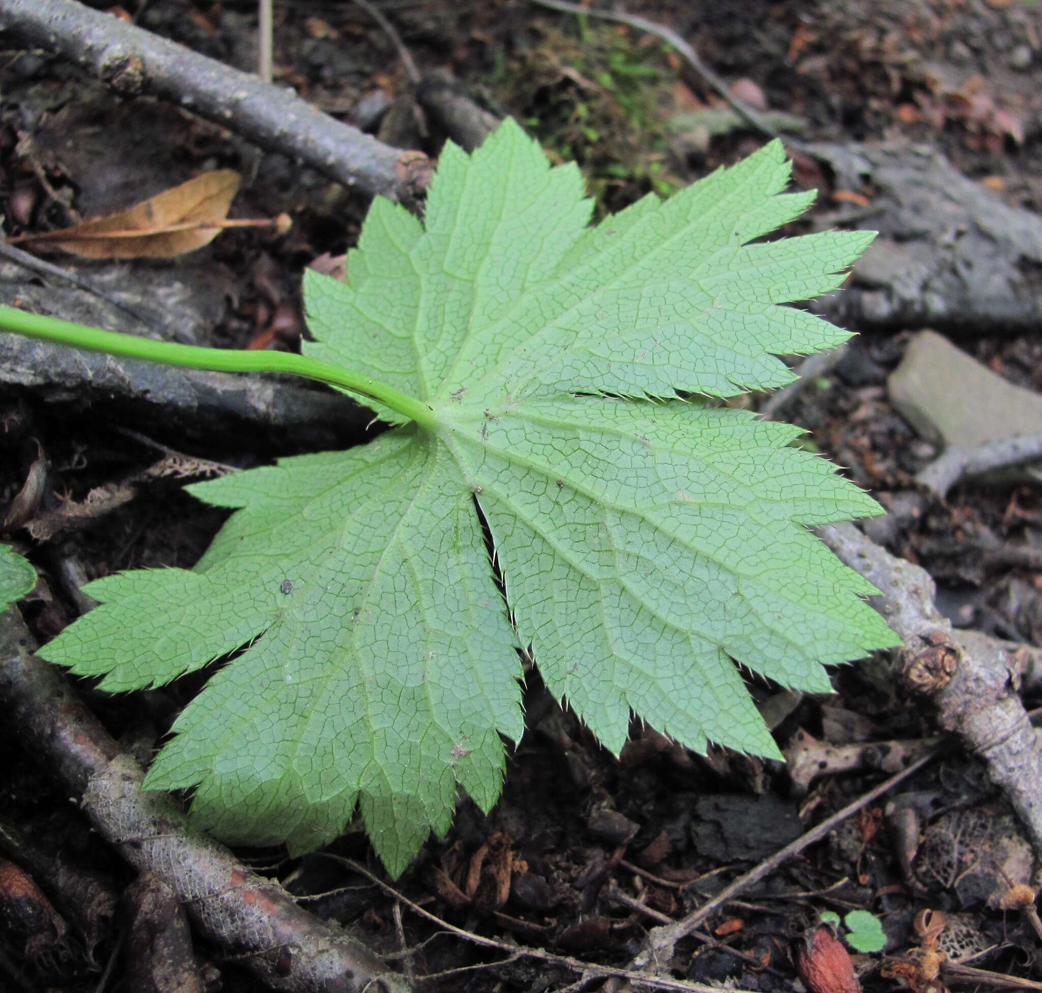 Image of Astrantia major subsp. biebersteinii (Fisch. & C. A. Mey.) I. Grint.