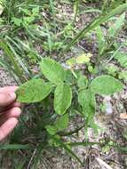 Imagem de Desmodium nuttallii (Schindl.) B. G. Schub.