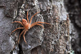 Image of Philodromus fuscomarginatus (De Geer 1778)