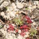 Sivun Drosera australis kuva