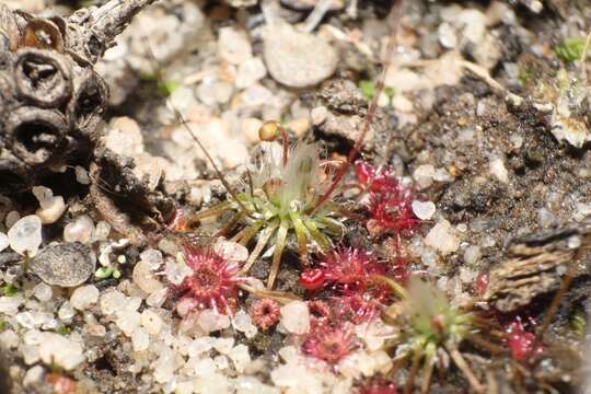 Drosera australis的圖片