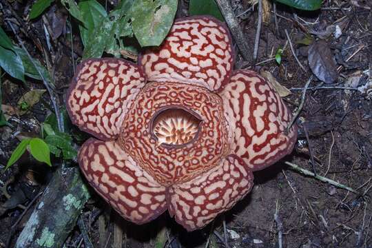 Image of Rafflesia pricei W. Meijer