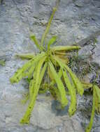 Image of Pinguicula longifolia DC.