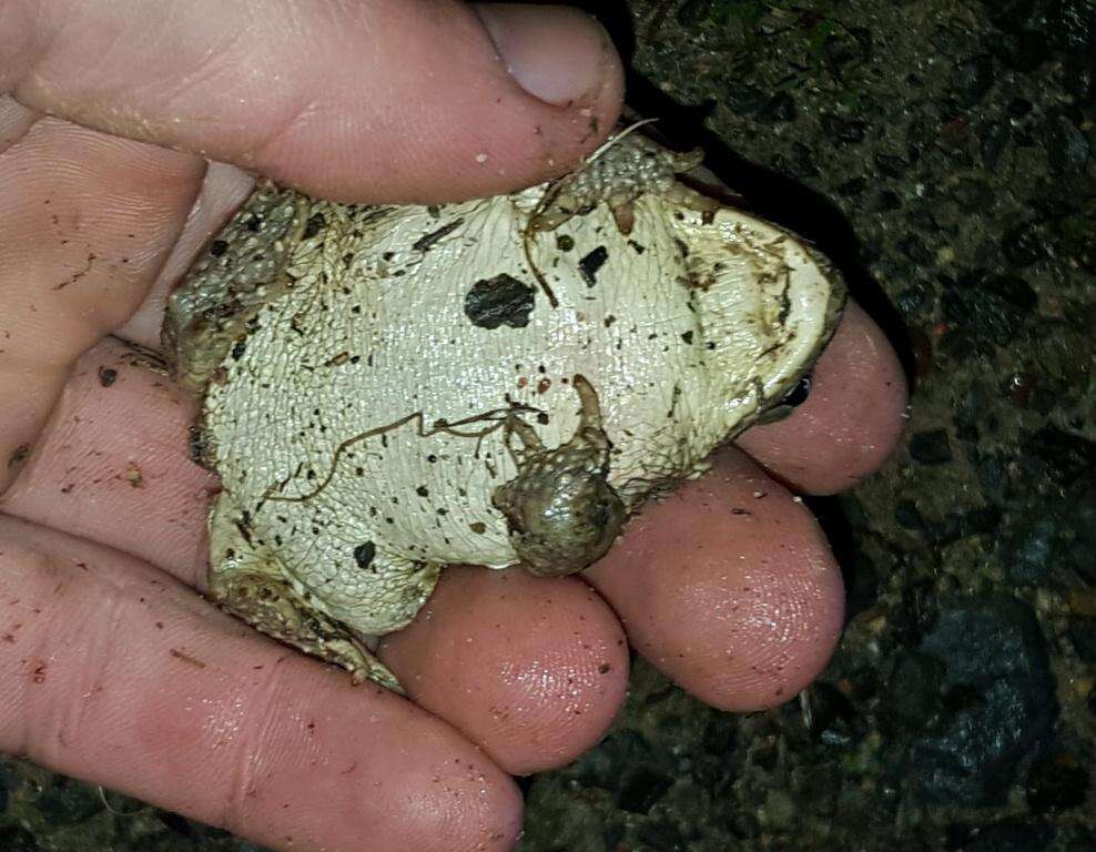 Image of Common Cape Toad; Sand Toad