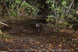 Image of Big-eared Opossum