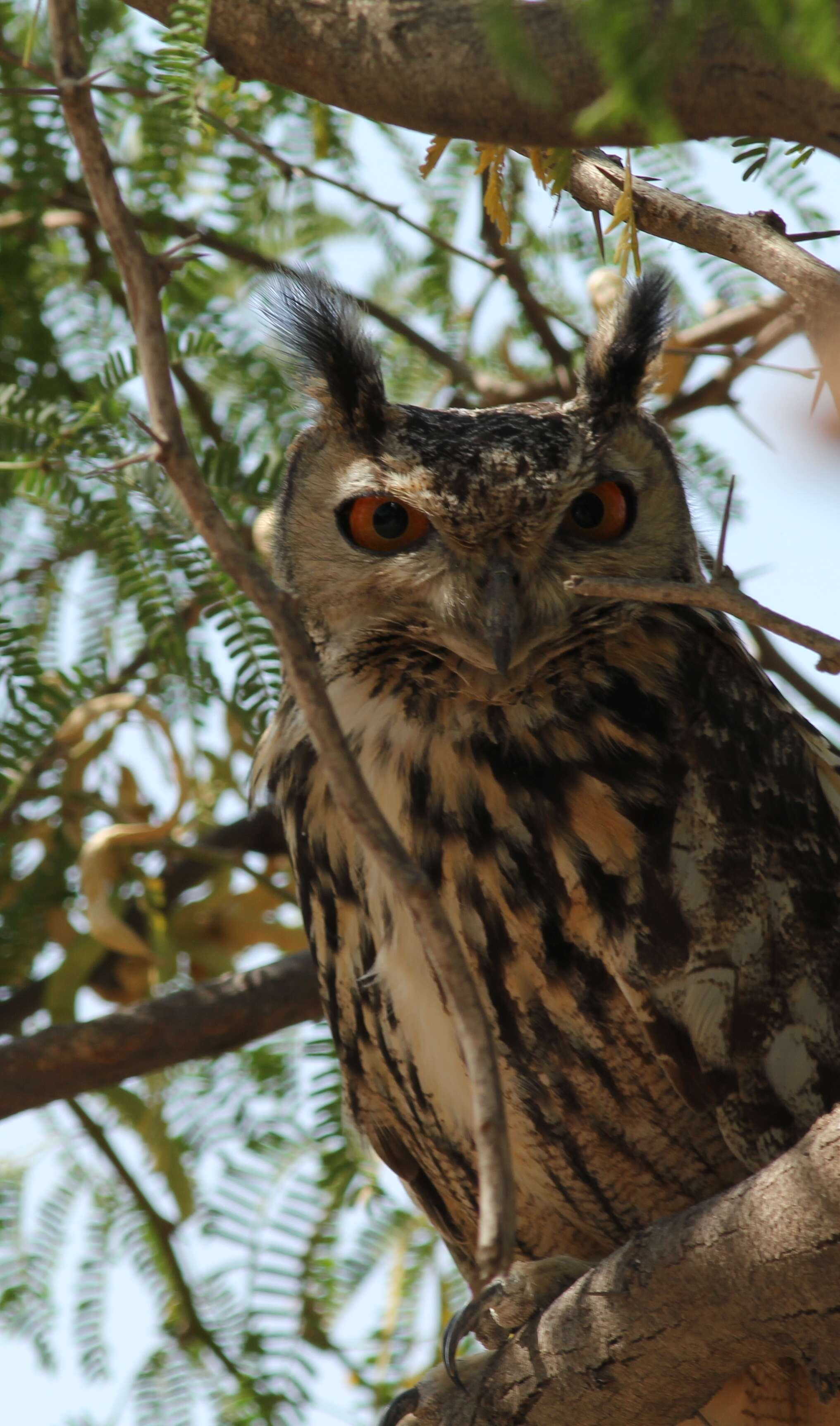 Image of Indian Eagle-Owl