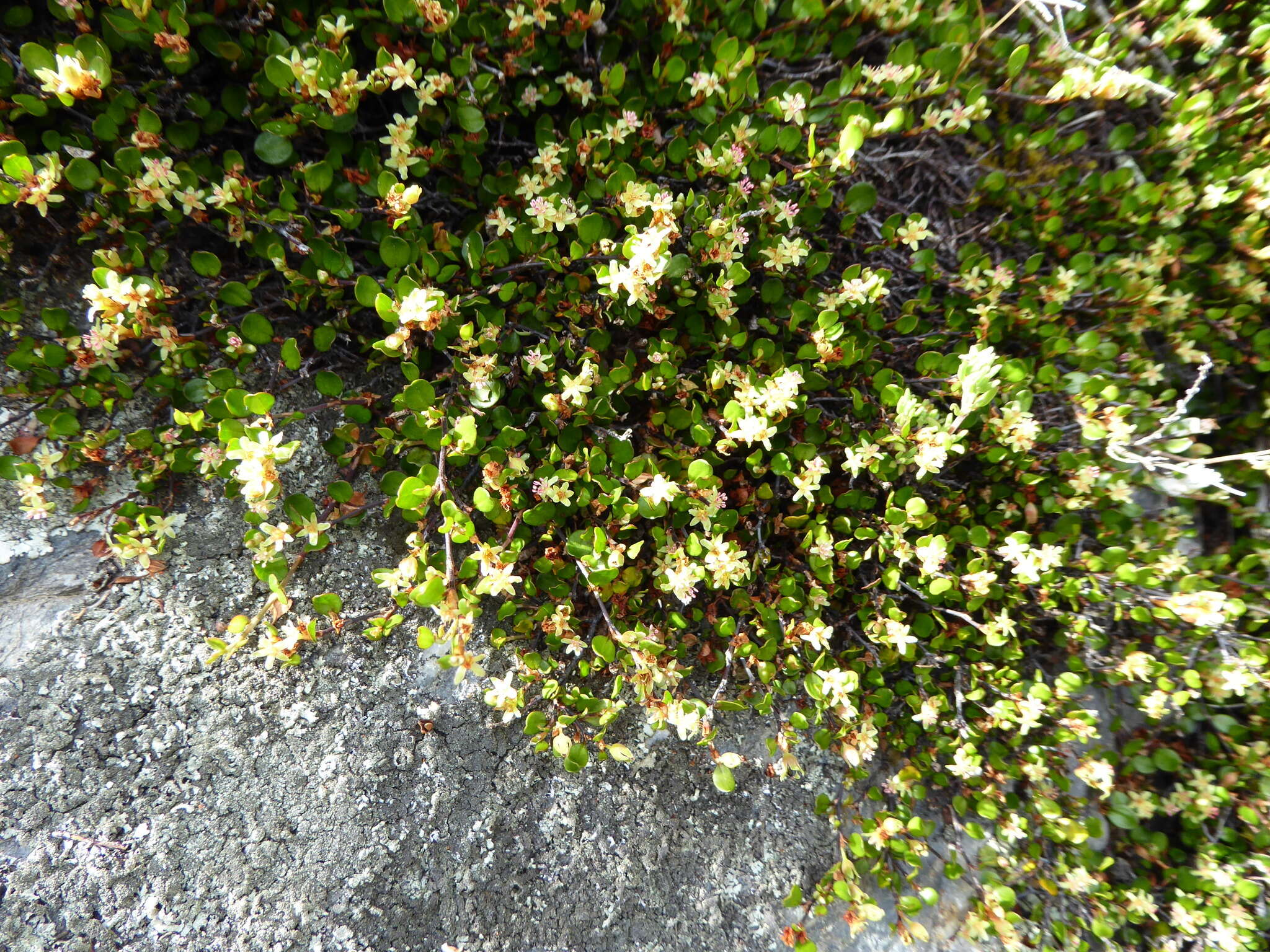 Image of sprawling wirevine