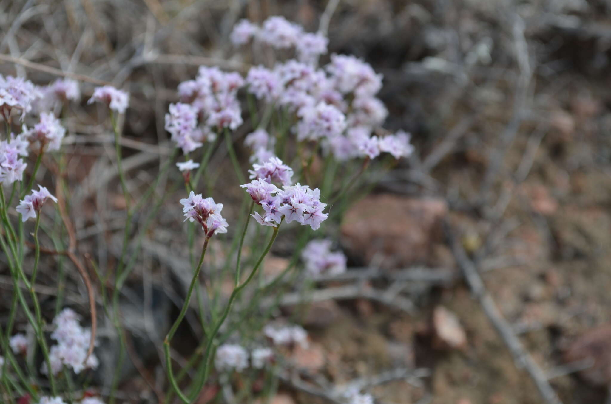 Image of Limonium hoeltzeri (Regel) Ikonn.-Gal.