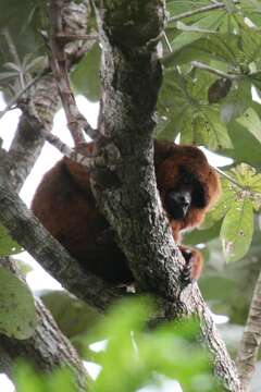 Image of Brown Howler Monkey