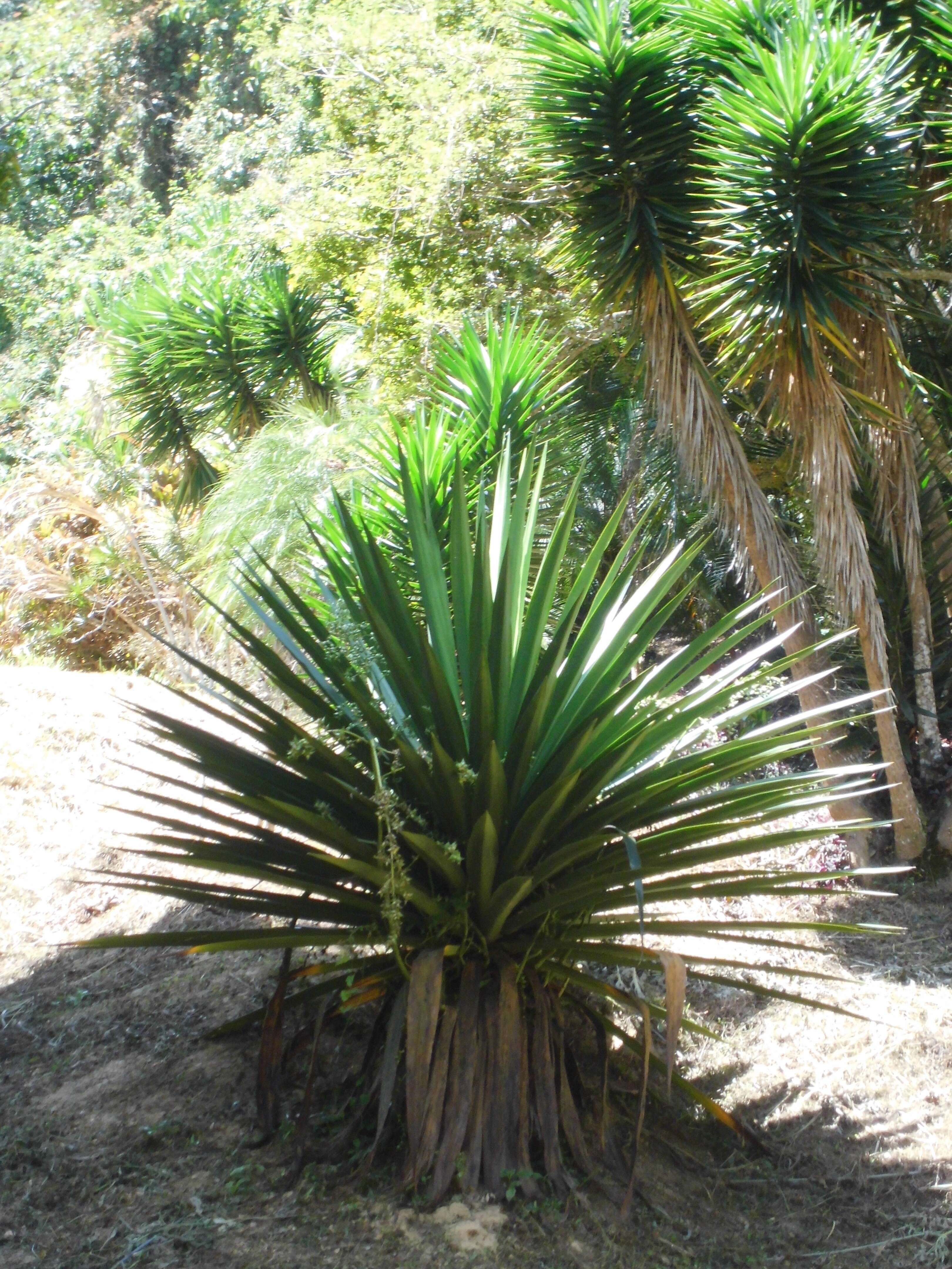 Image of tequila agave