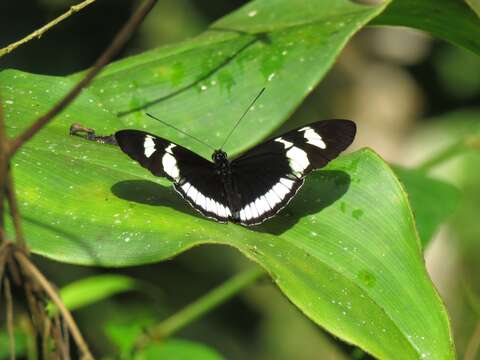 Image of Heliconius cydno cydnides Staudinger (1885)