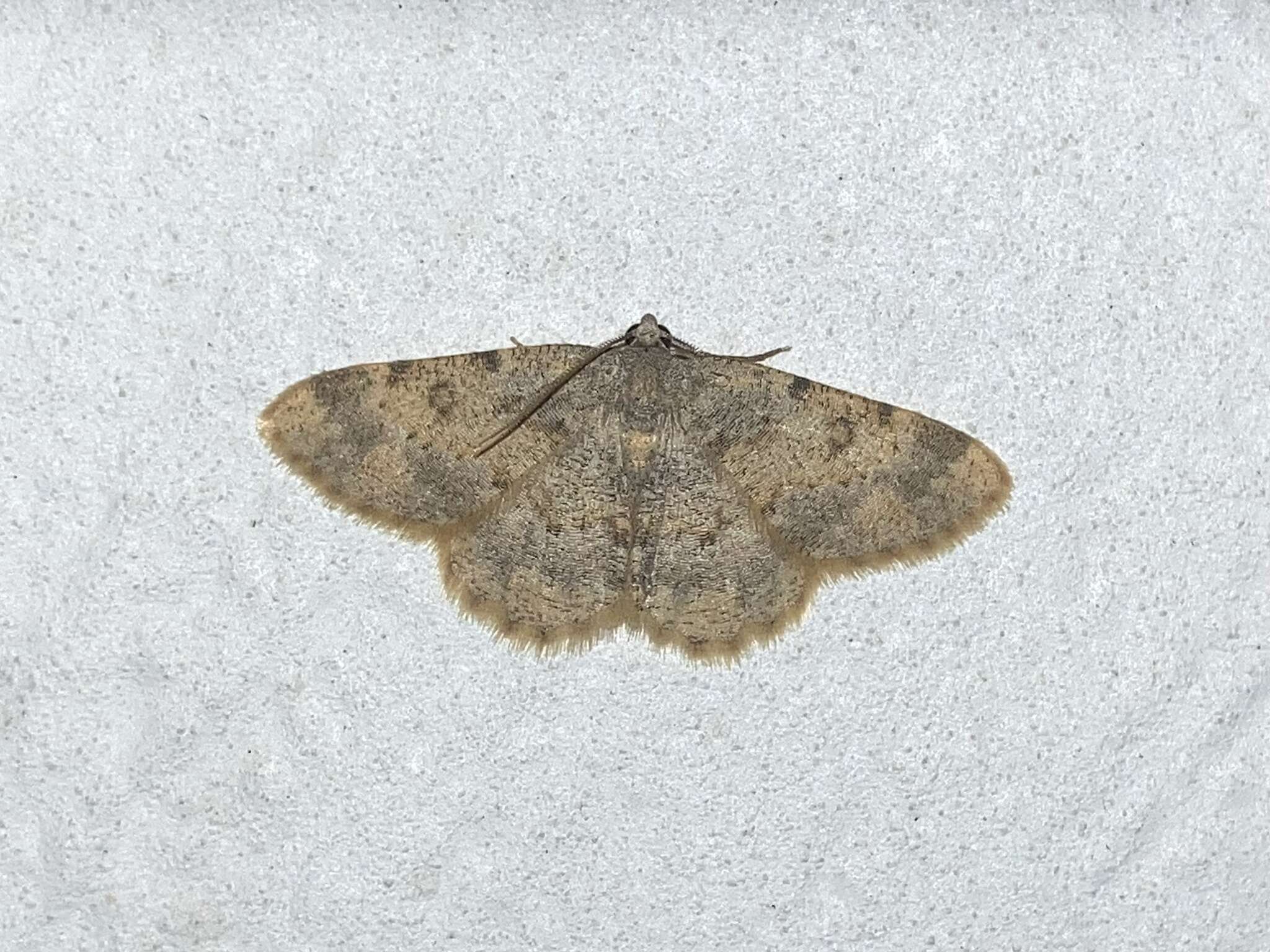 صورة Charissa variegata Duponchel 1830