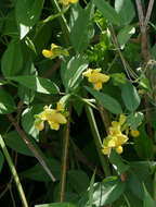 Image of hairypod cowpea