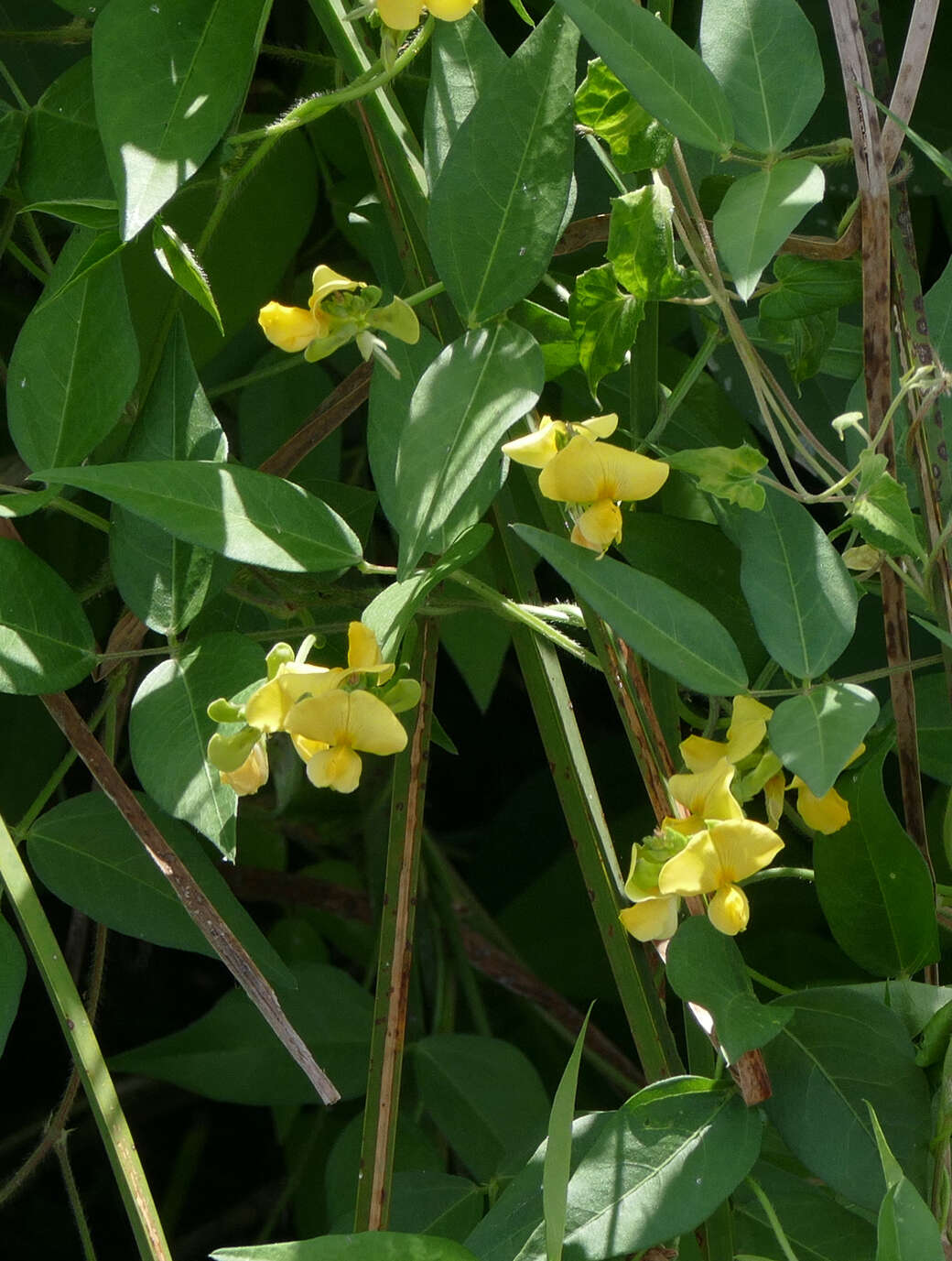 Plancia ëd Vigna luteola (Jacq.) Benth.