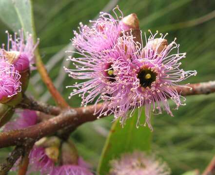 Image de Eucalyptus lansdowneana F. Müll. & J. E. Brown