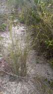 Image de Aristida rufescens Steud.