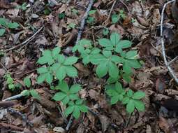 Image of Japanese ginseng