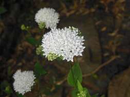 Image of Bouvardia quinquenervata Standl.