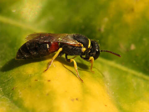 Image of Hylaeus sulphuripes (Gribodo 1894)