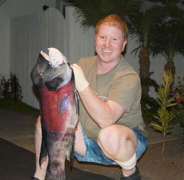 Image of sheepshead