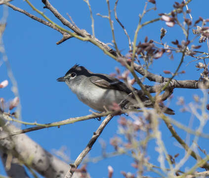 Image of Plumbeous Vireo