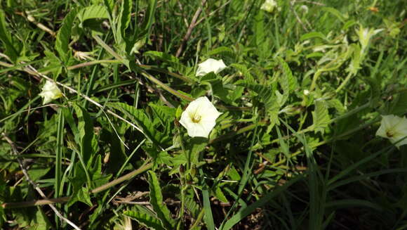 Convolvulus crenatifolius Ruiz & Pav. resmi