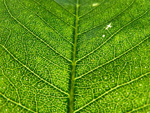 Image of Calodendrum capense (L. fil.) Thunb.