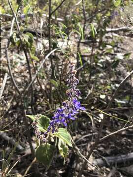 Image of <i>Coleus graveolens</i>