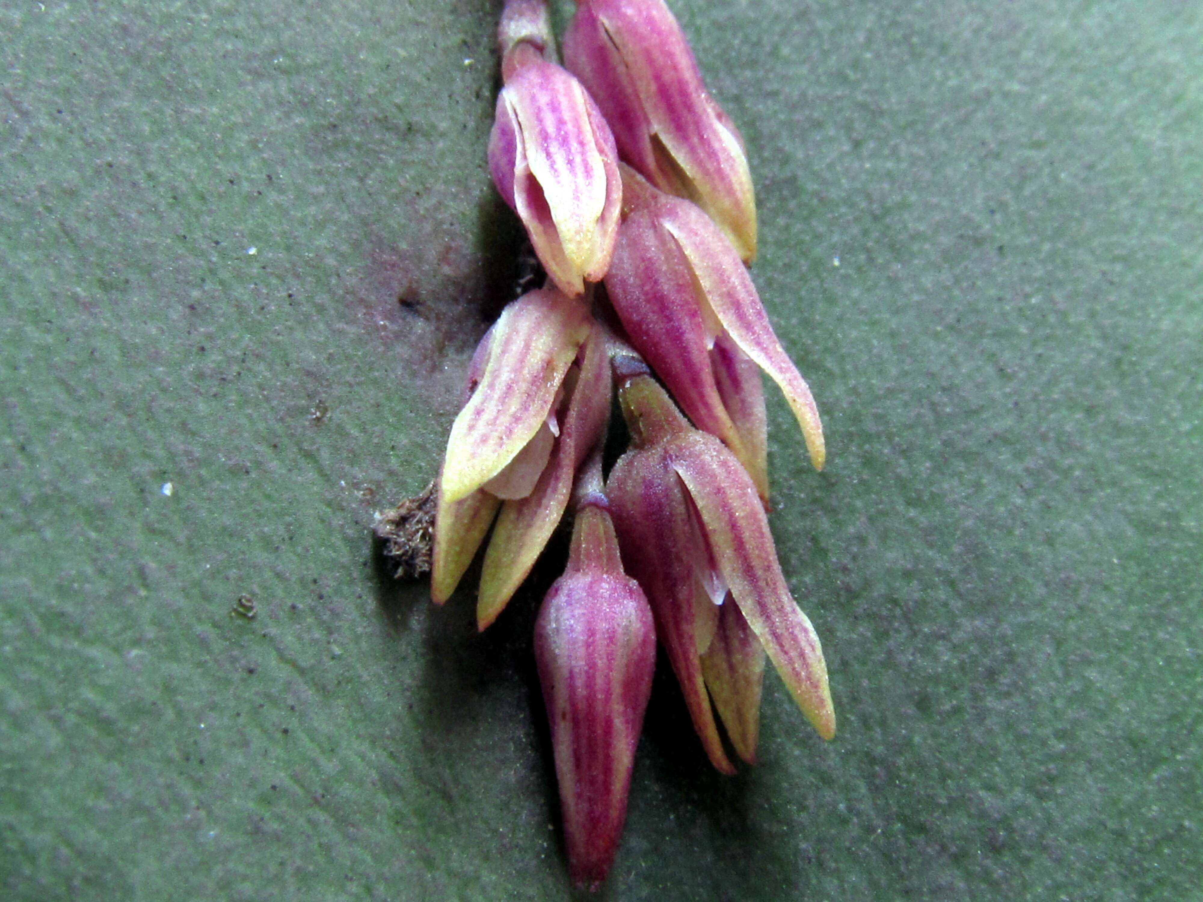 Image of Acianthera limae (Porto & Brade) Pridgeon & M. W. Chase