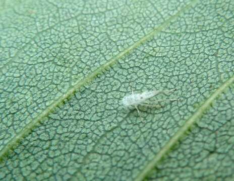 Image of Calodendrum capense (L. fil.) Thunb.