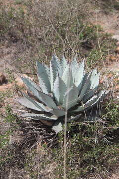 Слика од Agave flexispina Trel.