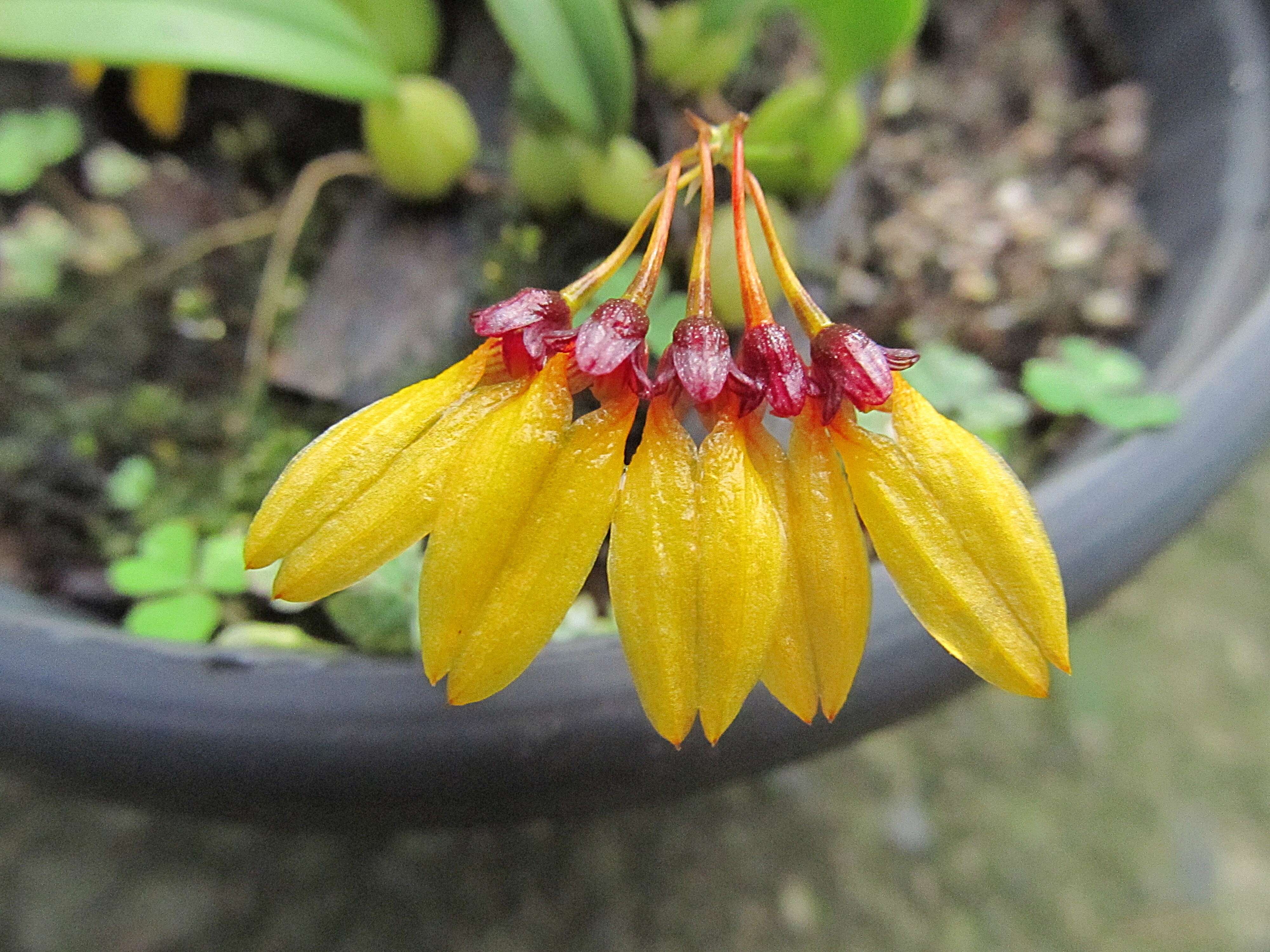 Image of Bulbophyllum retusiusculum Rchb. fil.