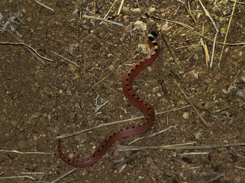 Image of Thornscrub or Desert Hooknose Snake