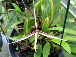 Image of Bulbophyllum nitidum Schltr.