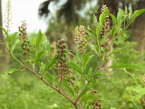 Image of American pokeweed