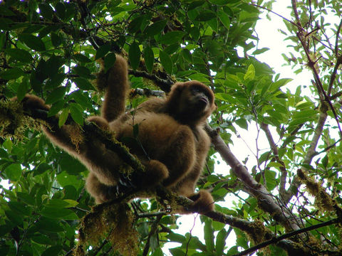 Image of Muriqui