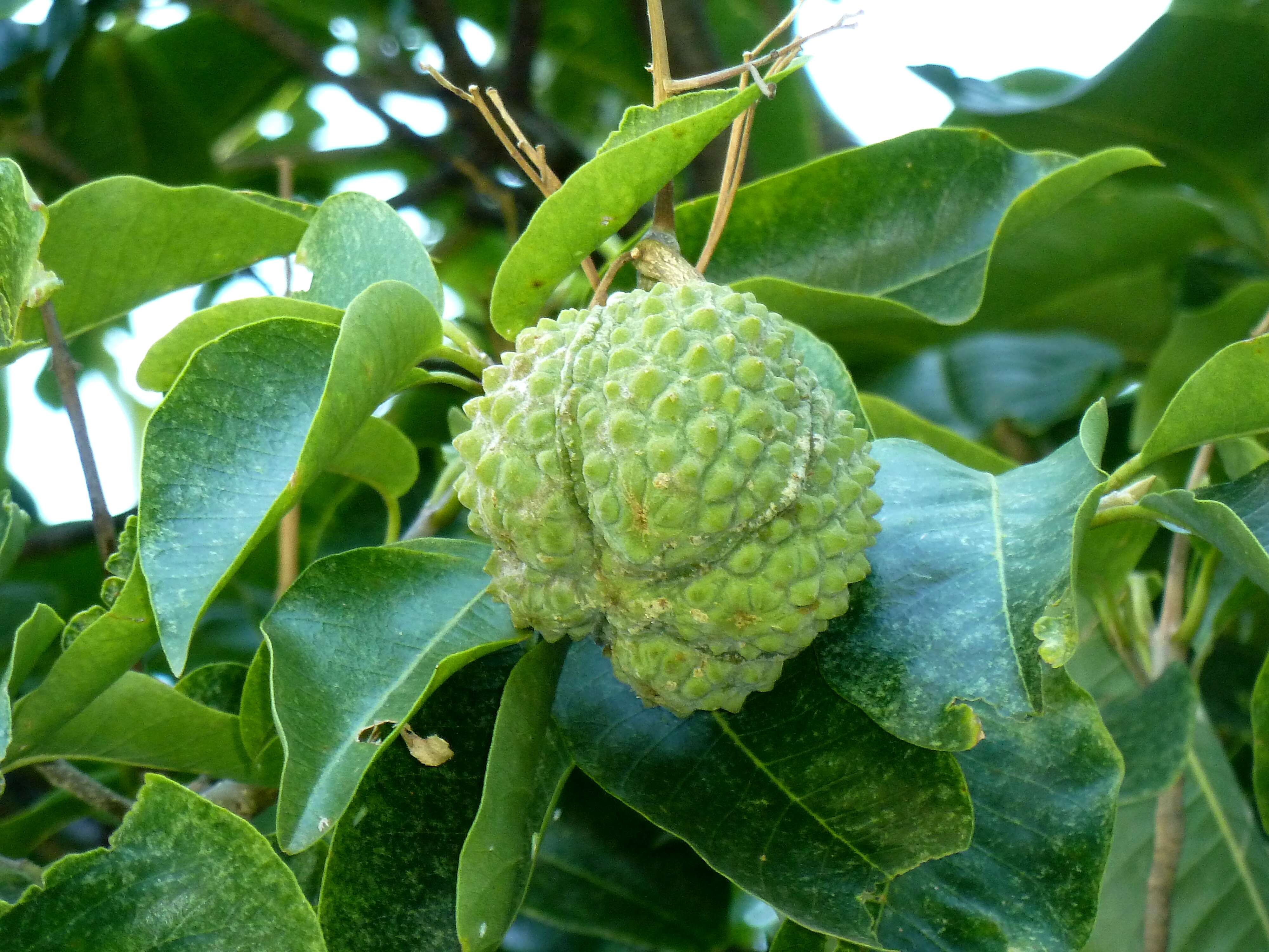 Image of Calodendrum capense (L. fil.) Thunb.