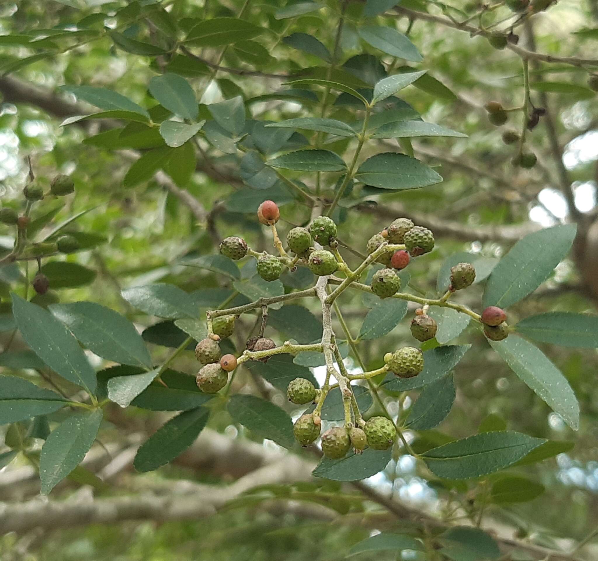 Image of Zanthoxylum rhoifolium Lam.