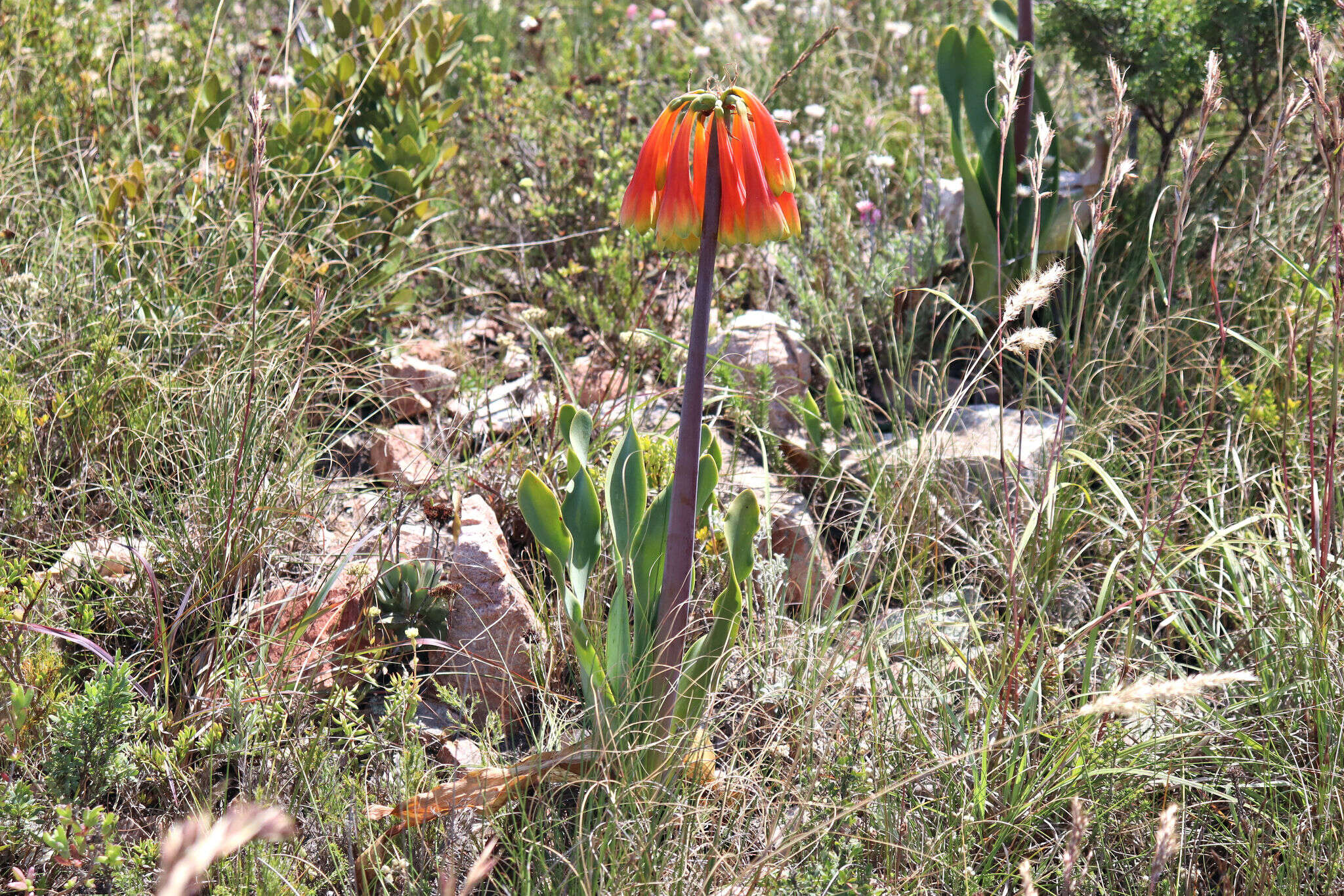 Image of Cyrtanthus obliquus (L. fil.) Aiton