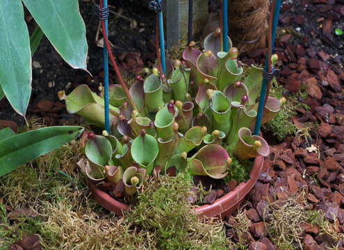 Image of Heliamphora minor Gleason