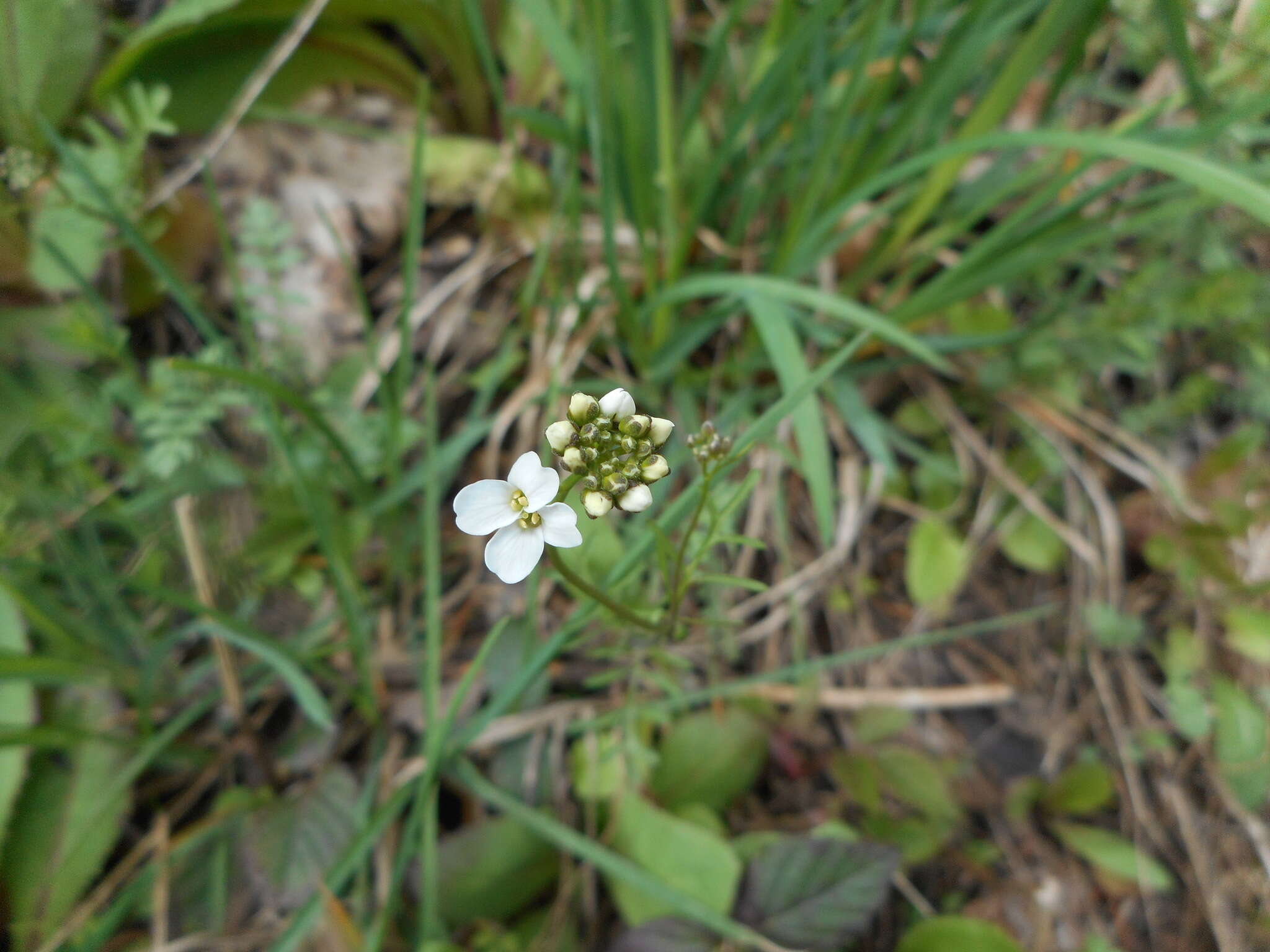 Image of Murbeckiella zanonii (Ball) Rothm.