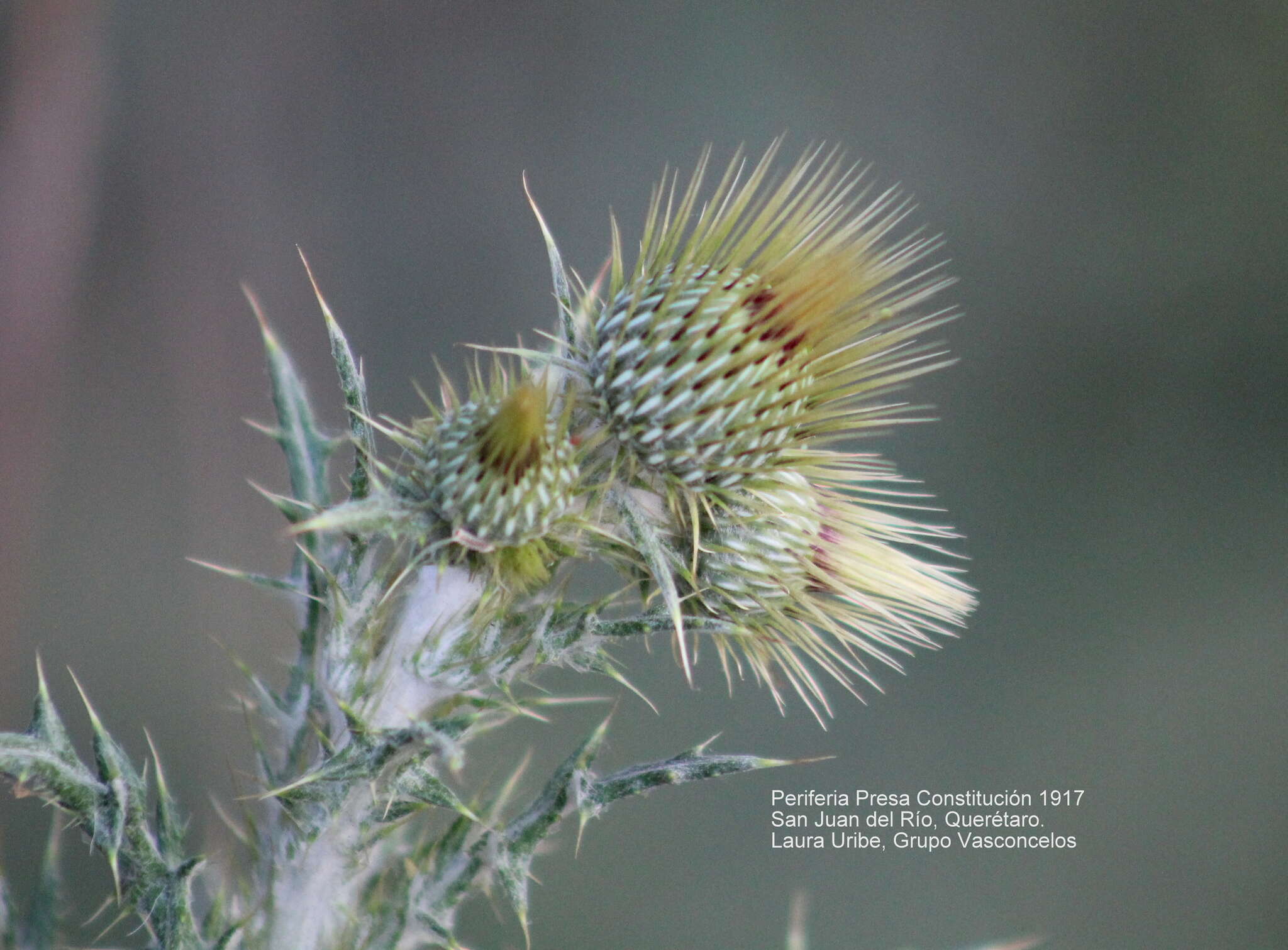 Image of Cirsium rhaphilepis (Hemsl.) Petr.