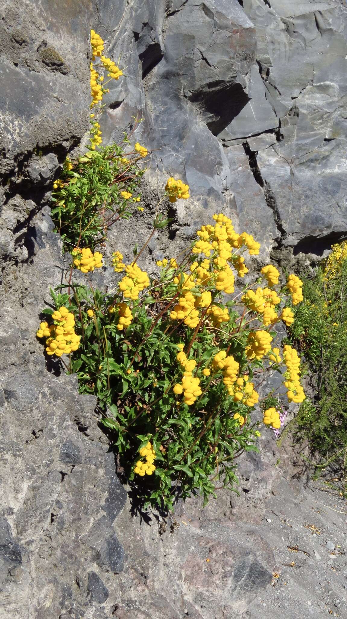 Image of Calceolaria cavanillesii Phil.